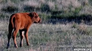 Bison calves at Bison Calving Plains - Grasslands National Park - explore.org