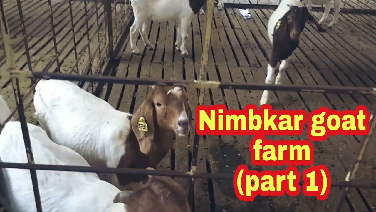 Nimbkar goat farm - part 1- Phaltan, Maharashtra | pure Boer goat farm |short tour