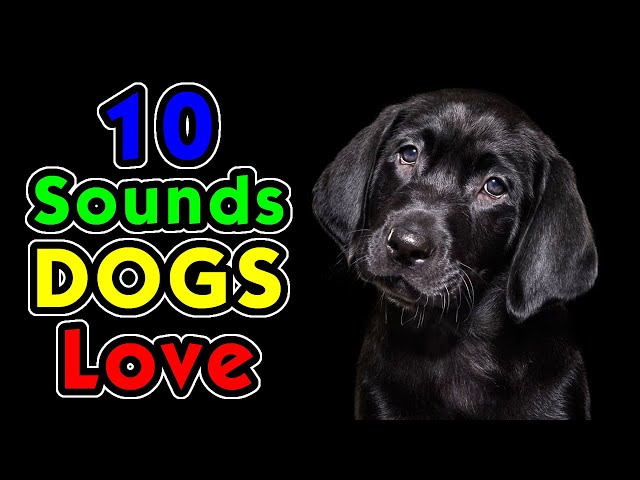 10 Sounds Dogs Love To Hear the Most class=