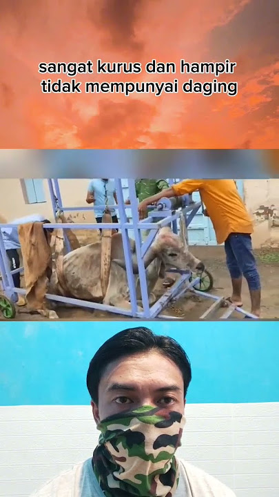 Inilah sapi terkurus yang pernah ada di india  #shorts