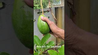 Freshly picked avocado for breakfast #short #fruits #trinidadandtobago