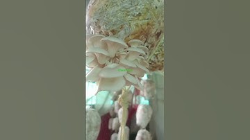 Thumbnail of beauti bunch of oyster mushroom 🍄🍄🍄8766477011