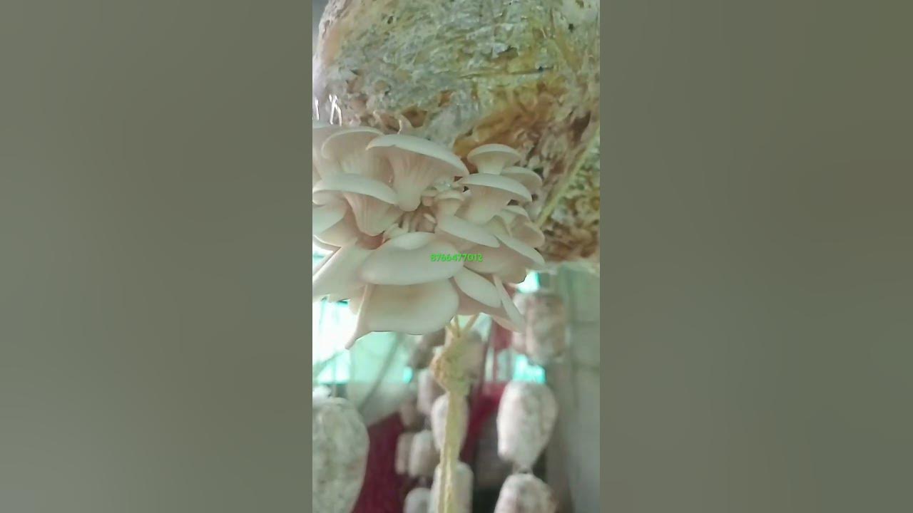 beauti bunch of oyster mushroom 🍄🍄🍄8766477011