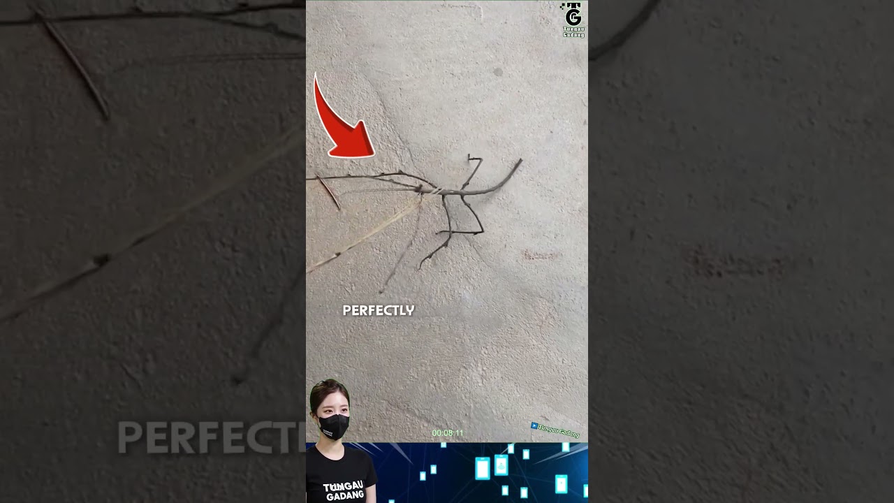 Невероятное насекомое-палочник: мастер маскировки в природе