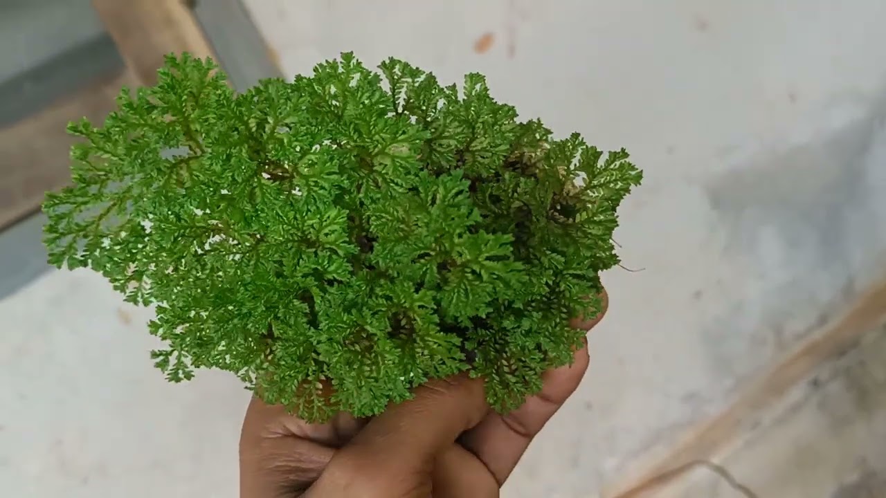 3 രൂപ മുതൽ ചെടികൾ വില്പനക്ക് 9207746484