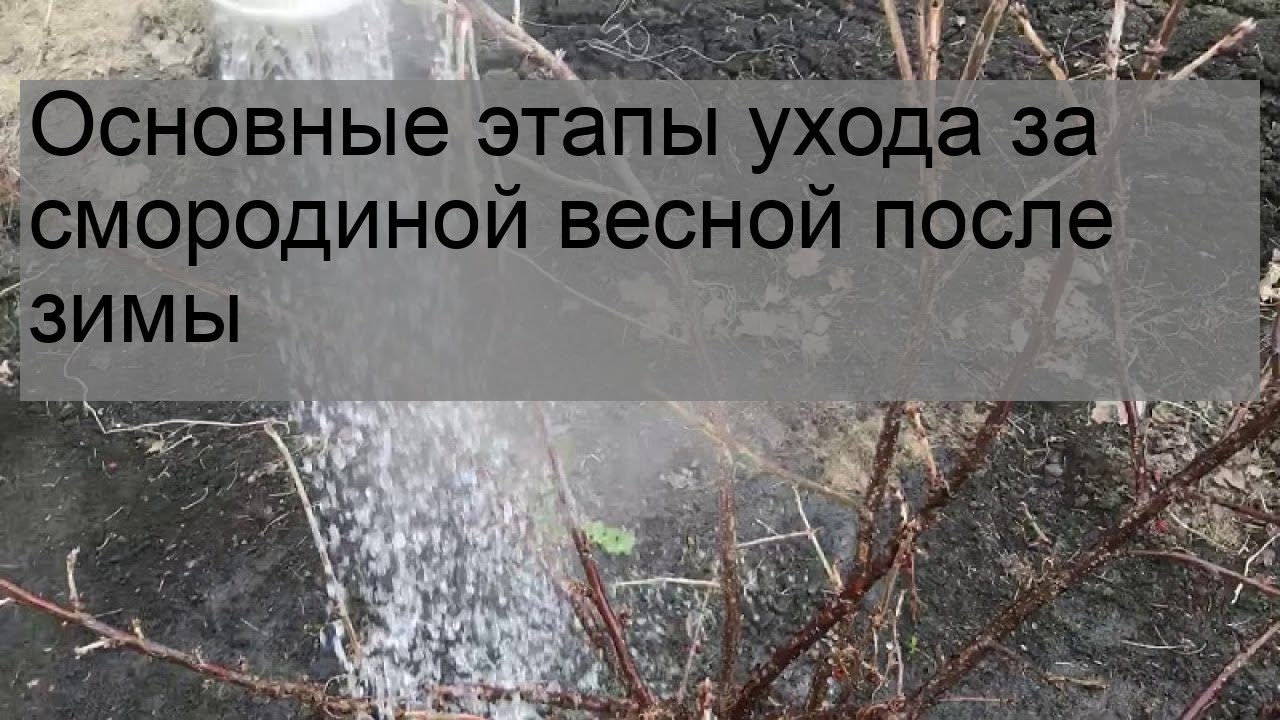 Уход за черной смородиной весной после зимы. Как за смородиной после зимы ухаживать. Уход за смородиной весной после зимы для начинающих. Календарь ухода за смородиной. Смородина весной что делать после зимы в первую очередь.