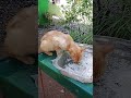 i love you #fypシ゚viral #fypシ゚viral #pets #cats #cat #realcat #cute