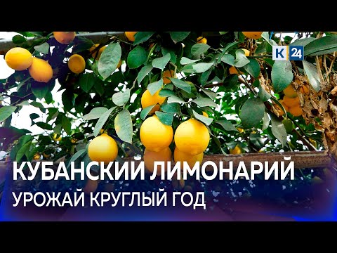 🍋Более 200 лимонных деревьев вырастил в теплице житель Кубани