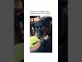 Border Collie Dog Obsessed With Ball 🤩 instagram bordercrossie