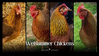 Breeding Welsummer Chickens, Tips and Tricks for Successful Hatchlings by Pups & Pets 62 views 11 months ago 4 minutes, 48 seconds