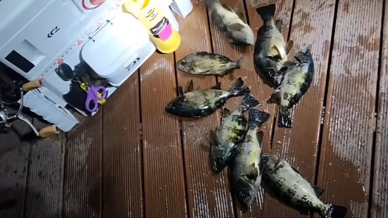 던질찌 볼락낚시 즐기기 좋은 울산 나사리_ 던질찌 챙길꾼