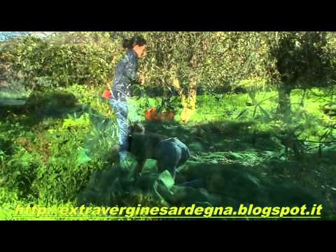 Raccolta slow delle