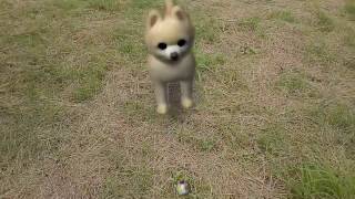 Lenovo Phab 2 AR Camera Demonstration (Dog) screenshot 4