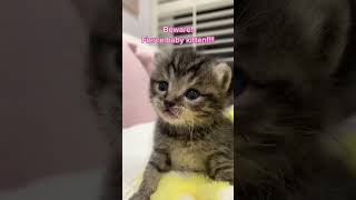 "The Cutest Cats Ever Doing Silly Things! #CuteCats #FunnyAnimals"