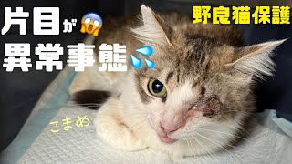 [野良猫保護]みのりに続き、仲良しだったこまめも保護。眼球摘出手術をしました。