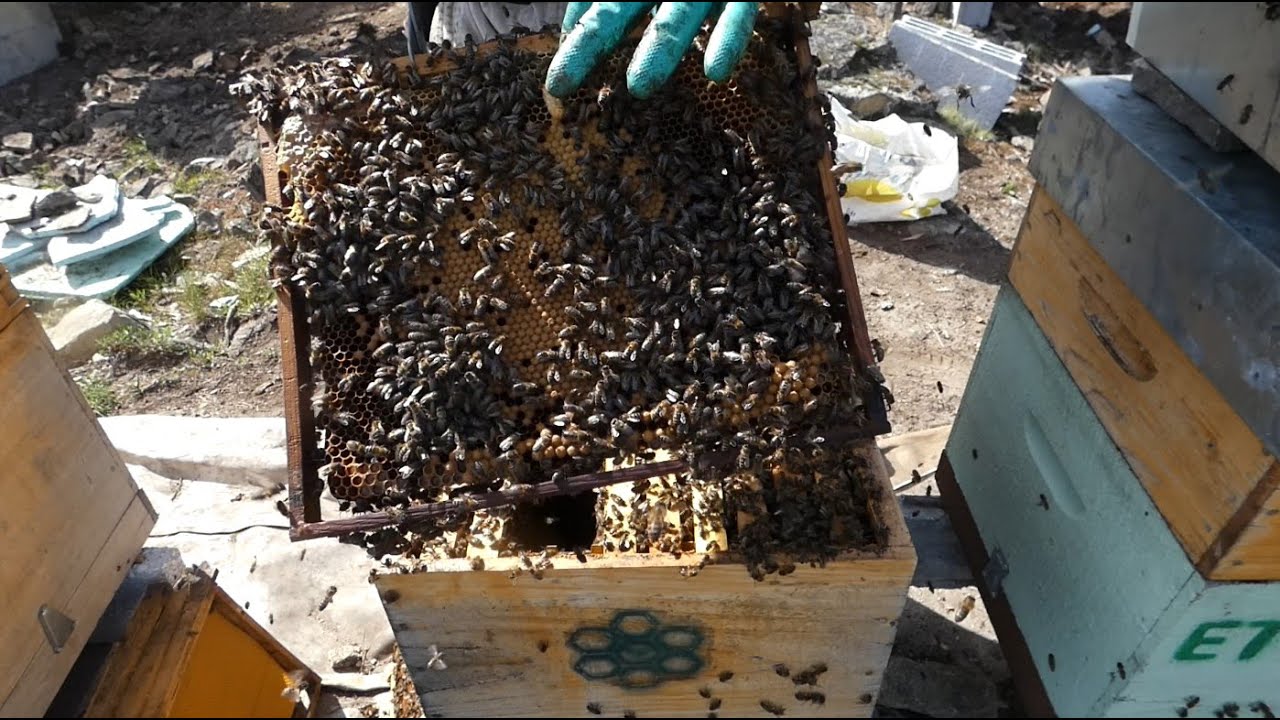 Apicultura - 2° Revisão de Abril de 2023