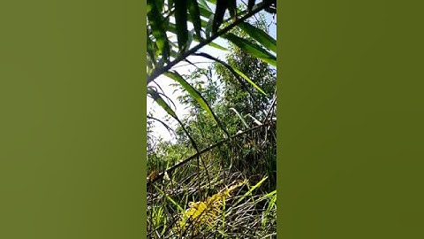 mikat serindit dipinggir kebun sawit