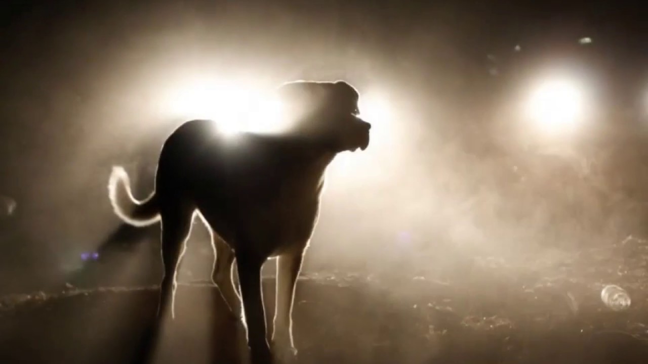 El Metodo ISH rehabilitación de perro traumatizado- Brasil