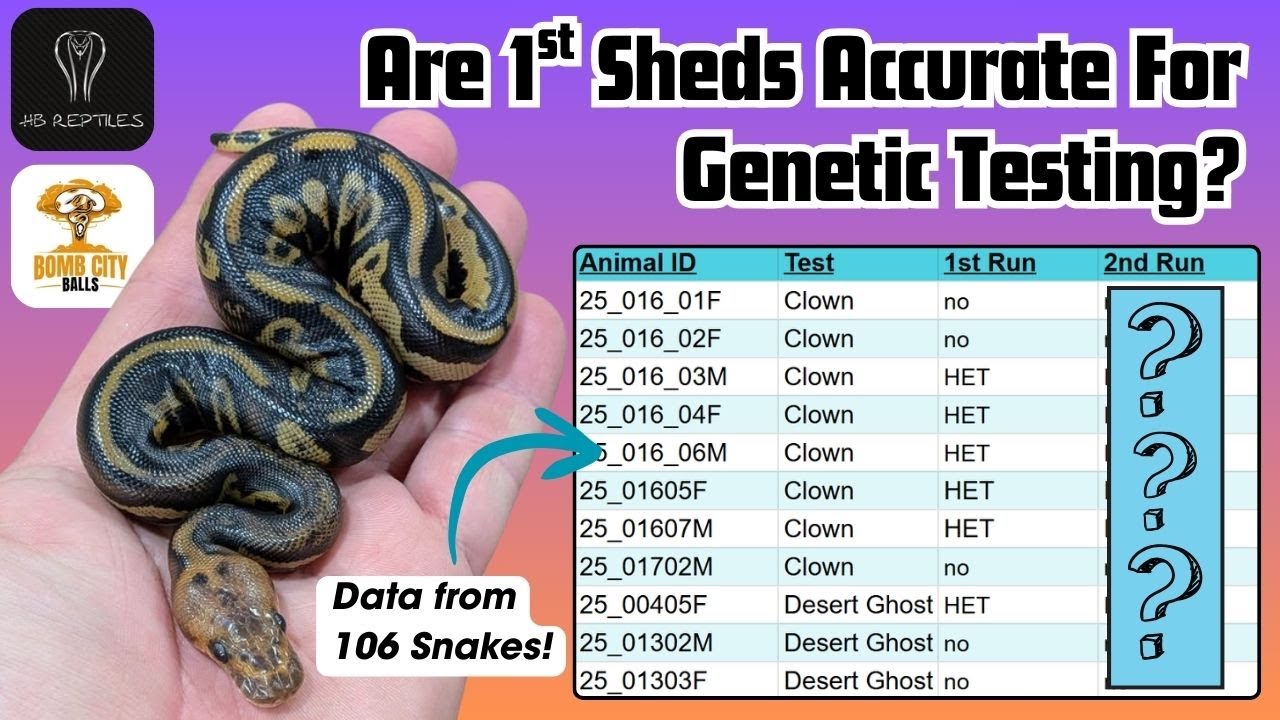 Hatchling Sheds vs 2nd Sheds: Do They Test The Same? | RGW Ep 138