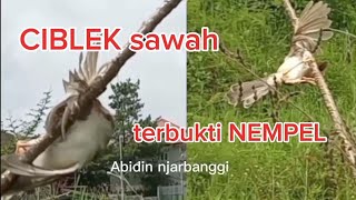 Suara pikat prenjak klik