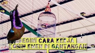 ISIAN JANGKRIK DAN KENARI ADALAH ANDALAN KONIN EMEN