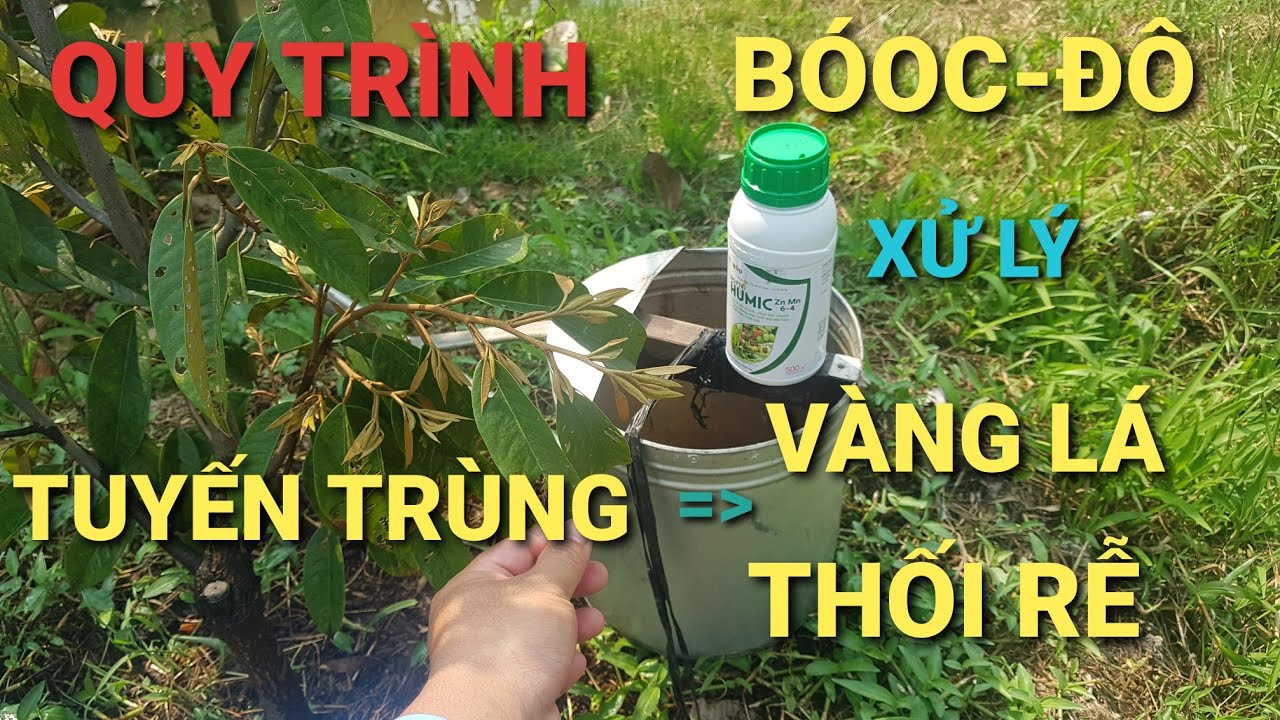 [FULL] QUY TRÌNH XỬ LÝ TUYẾN TRÙNG - VÀNG LÁ THỐI RỄ = BÓOC-ĐÔ@SẦU RIÊNG MIỀN TÂY