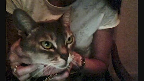 Watch the video about Blueberry the Disgruntled Abyssinian