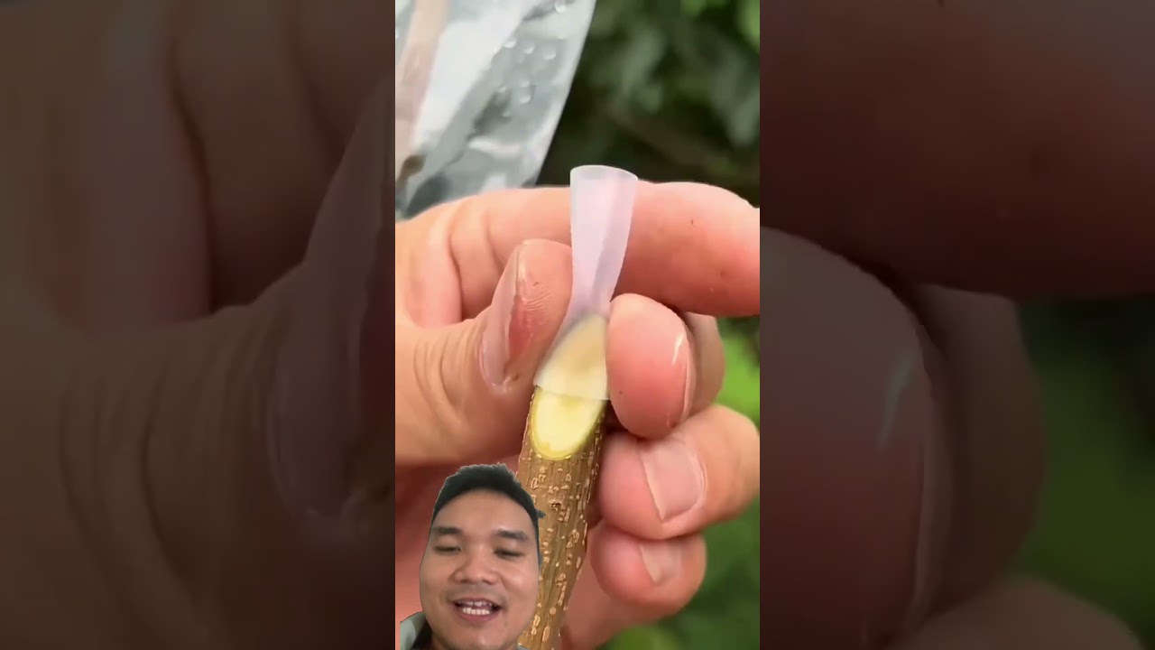 Dụng Cụ Ghép Cây Cảnh #gardening