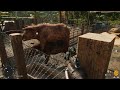 Far Cry 6 - Pig&#39;s staff caught in camera