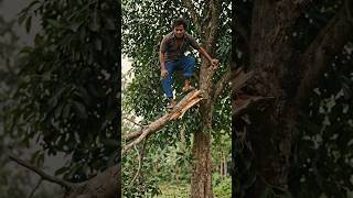 A man falling down as a branch of a blackberry (Jam) tree breaks. #shortvideo #shorts #short