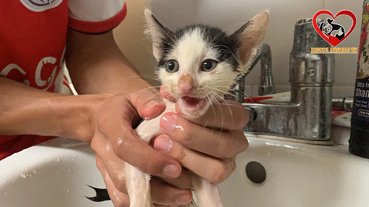 Watch the video about First Bath for Sammy Kitten have a Short TAIL after rescued/Kitten Meows very Loud during Bathtime