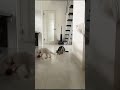 猫用おもちゃ　電池不要　動くてんとう虫おもちゃ　よく遊ぶ　★#shorts