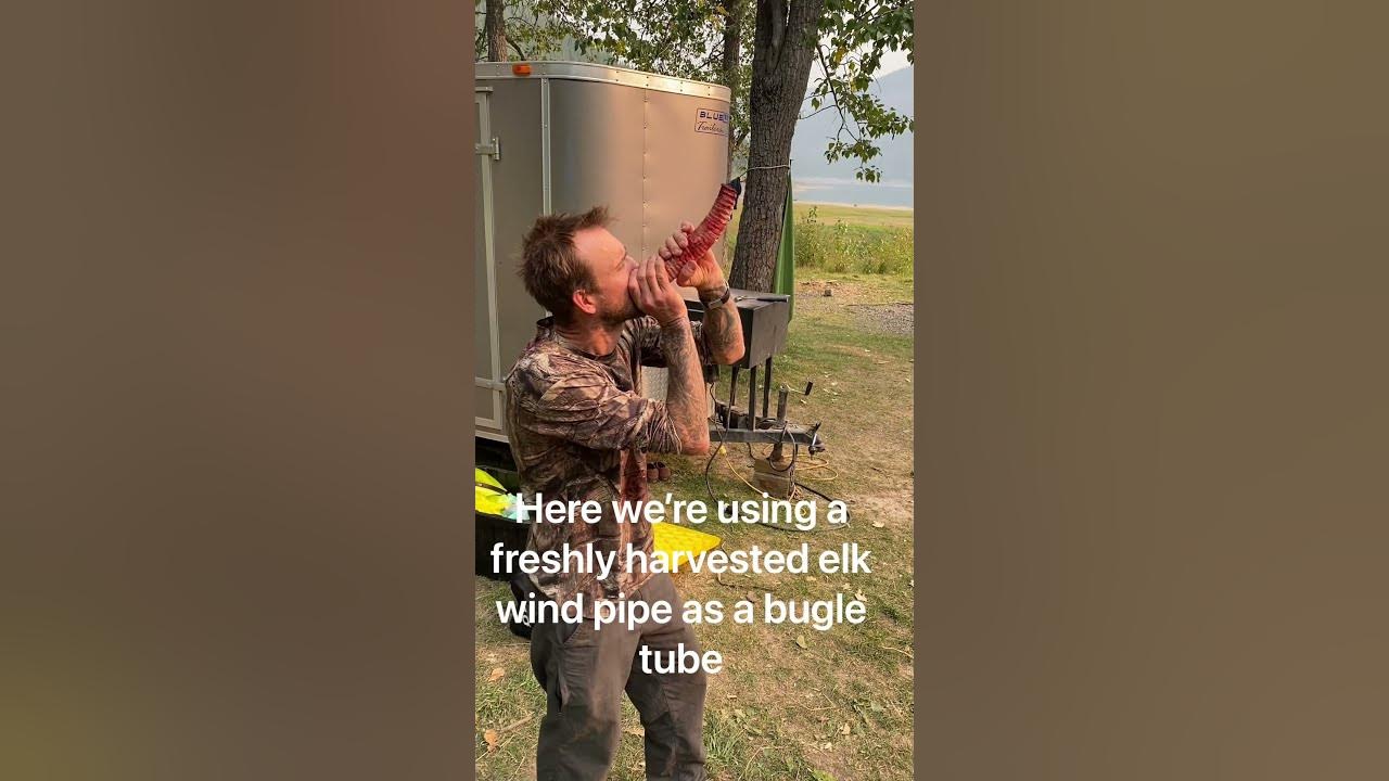 Real Elk Bugles Windpipe vs. Plastic Tube Comparison hunting elk bugle phelps funny 