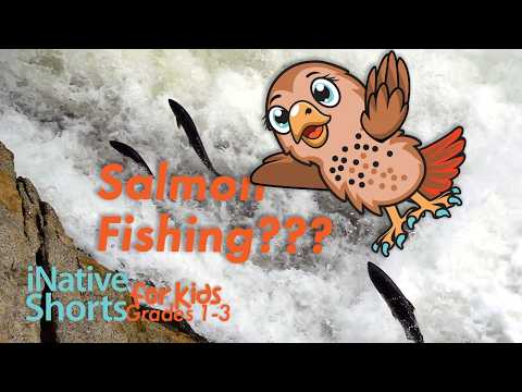 Why Salmon Is Special