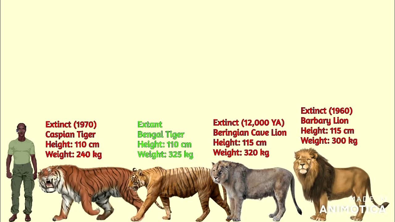 Lions Vs Tigers Live Score