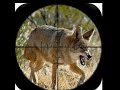 .  Coyote hunting 🐶with big gun 🔫 صيد الذئب |الذيب