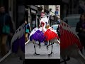 رقص طيور ممتع #رقص