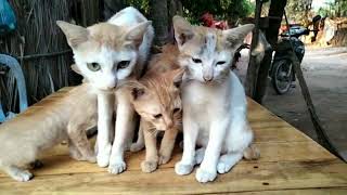 'Charming Countryside Cat Family Fun & Relaxation' | Most Adorable Cat Family
