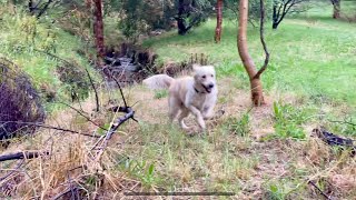 Rosie loves the local creek parkland