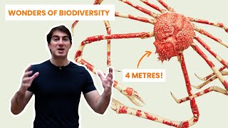 Why the Japanese Spider Crab is the largest arthropod alive today | Wonders of Biodiversity @morethanadodo