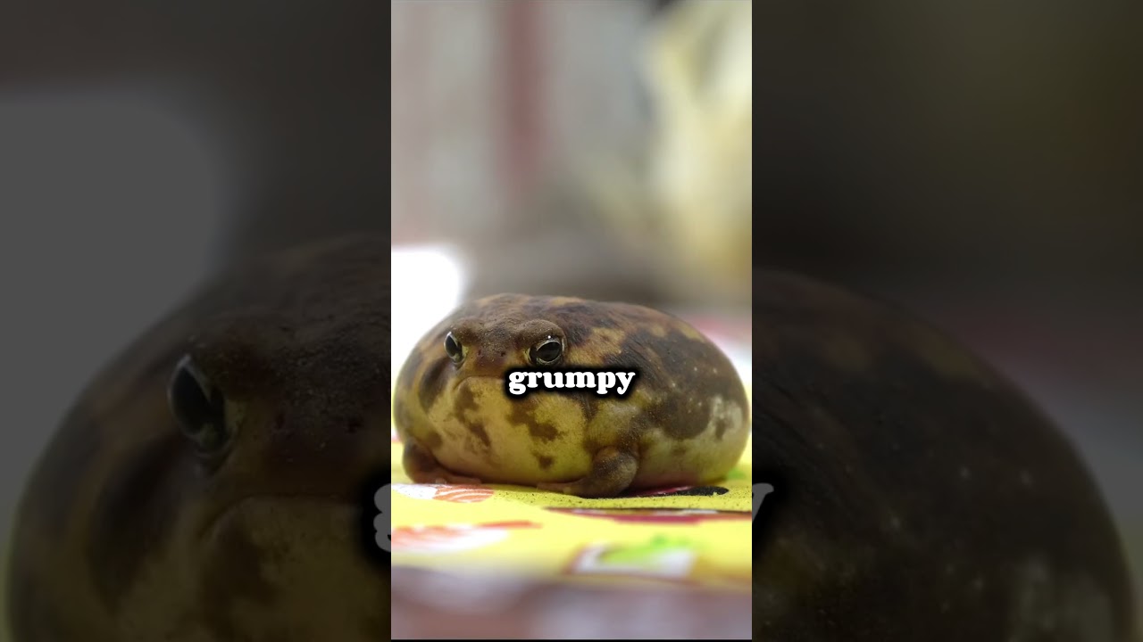 Worlds Cutest Frog! 🐸