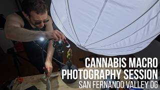 San Fernando Valley OG - Cannabis Macro Photography Session