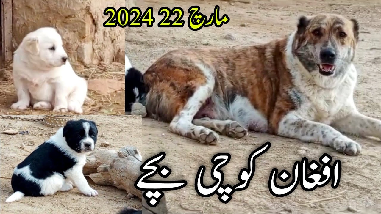Afghan Kochi Dogs Puppy Bout Achy Bachy Dia Hai Madi Na