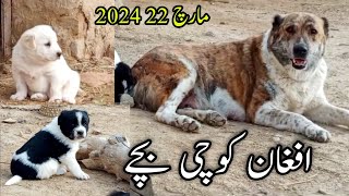 Afghan Kochi Dogs Puppy Bout Achy Bachy Dia Hai Madi Na