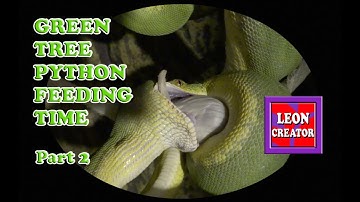 Green Tree Python (Morelia viridis) Feeding Tips - Part 2 - with Leon Hills - LEON CREATOR