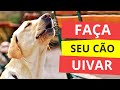 Som para Fazer seu Cão Uivar  |  Som de Cachorro Uivando