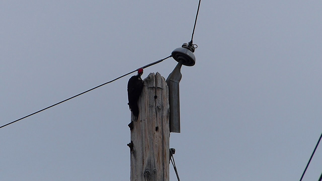 Woodpecker on a power pole - YouTube