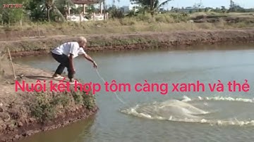 Mô hình nuôi tôm càng xanh kết hợp tôm thẻ trong ao đất