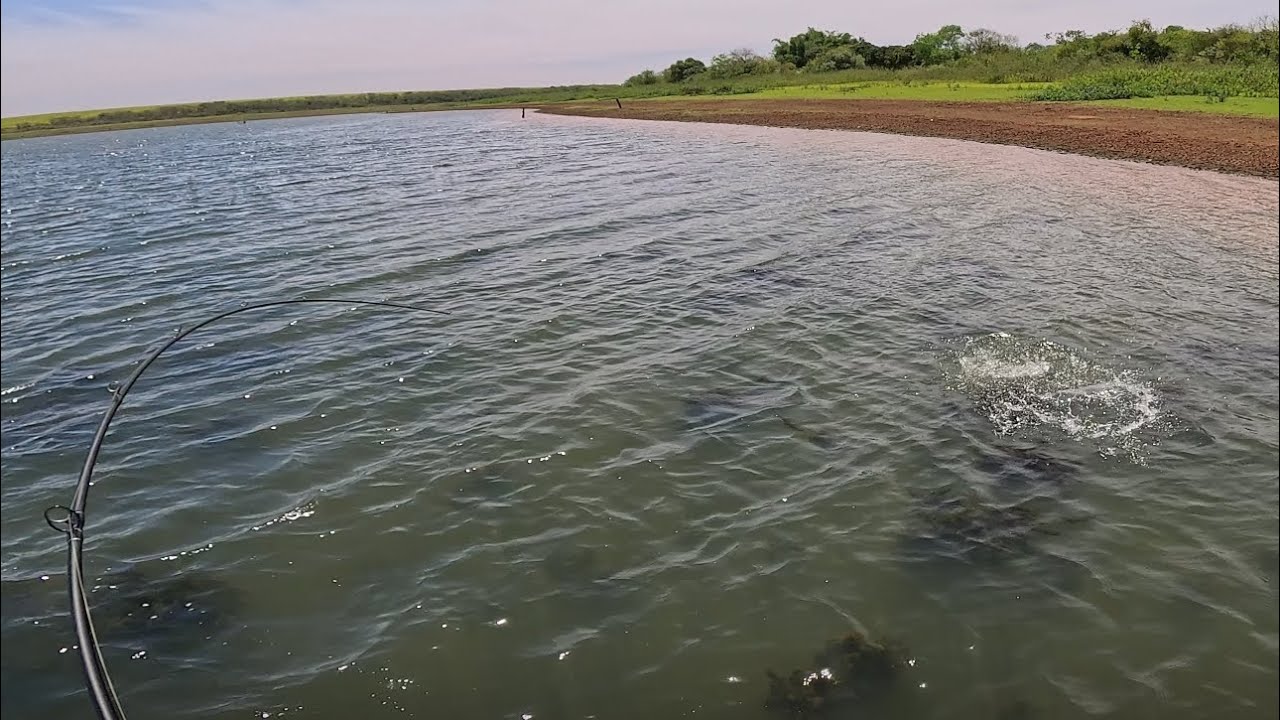 Esse tucunaré vale ouro 🥇
