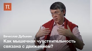 Мышечная чувствительность - Вячеслав Дубынин